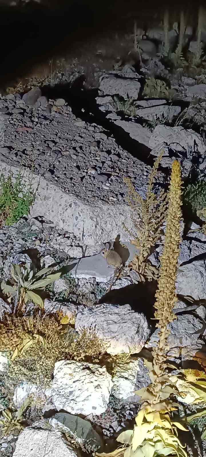 Yaylada nadir Arap Tavşanı’nın görüldüğü iddiası