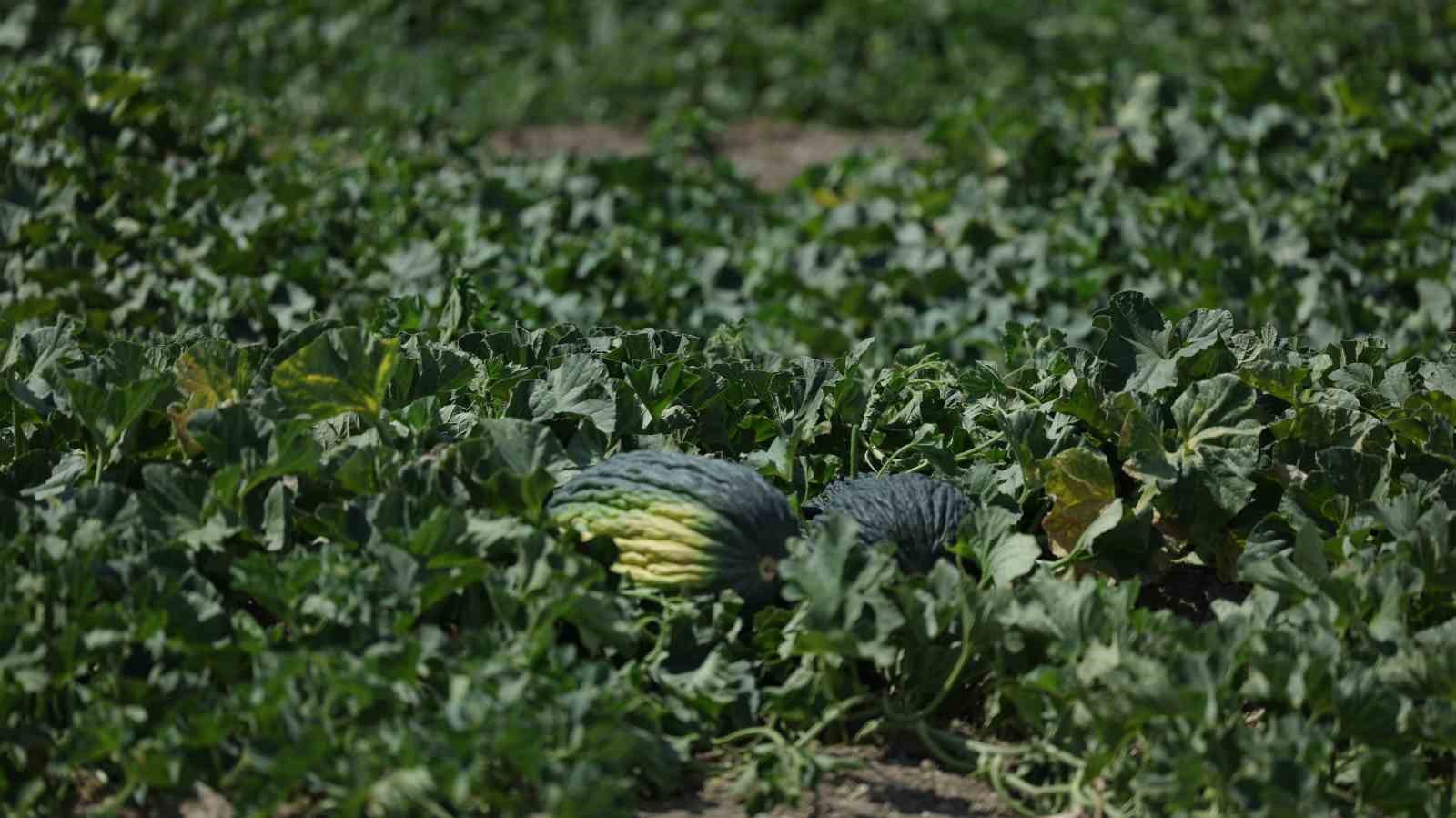 Kahramankazan kavunu i&ccedil;in umutlar yeşerdi
