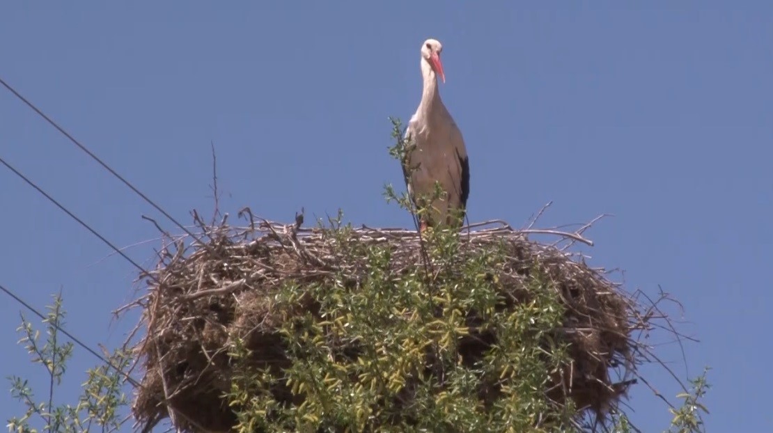 Afrika&rsquo;dan g&ouml;&ccedil; eden leylek s&uuml;r&uuml;s&uuml; Erzincan&rsquo;da mola verdi
