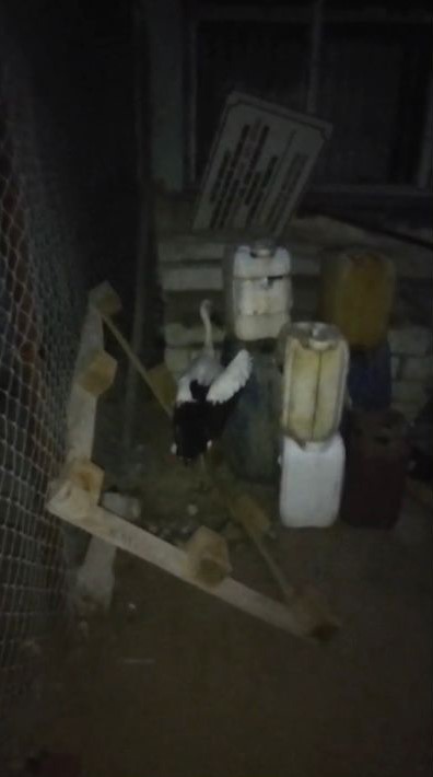 Yaralı leylek duyarlı vatandaşlarca kurtarıldı
