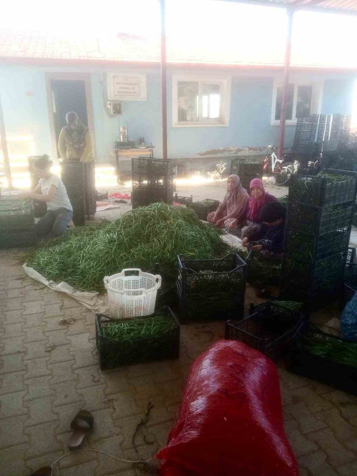 Su sorunu çiftçileri alternatif ürüne yöneltti