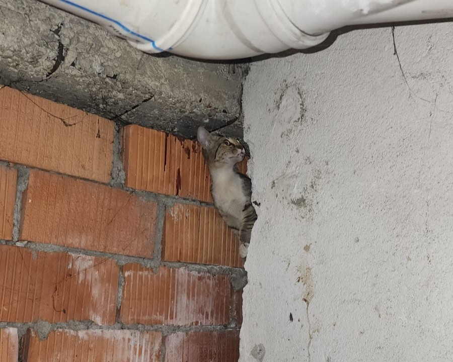 Anne kedi ve 4 yavrusu sıkıştıkları yerden kurtarıldı