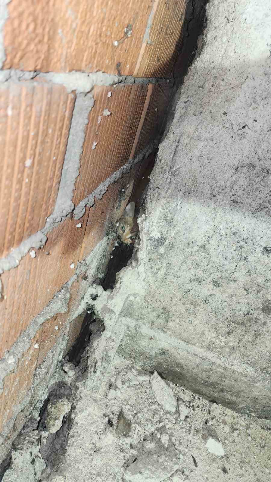 Anne kedi ve 4 yavrusu sıkıştıkları yerden kurtarıldı
