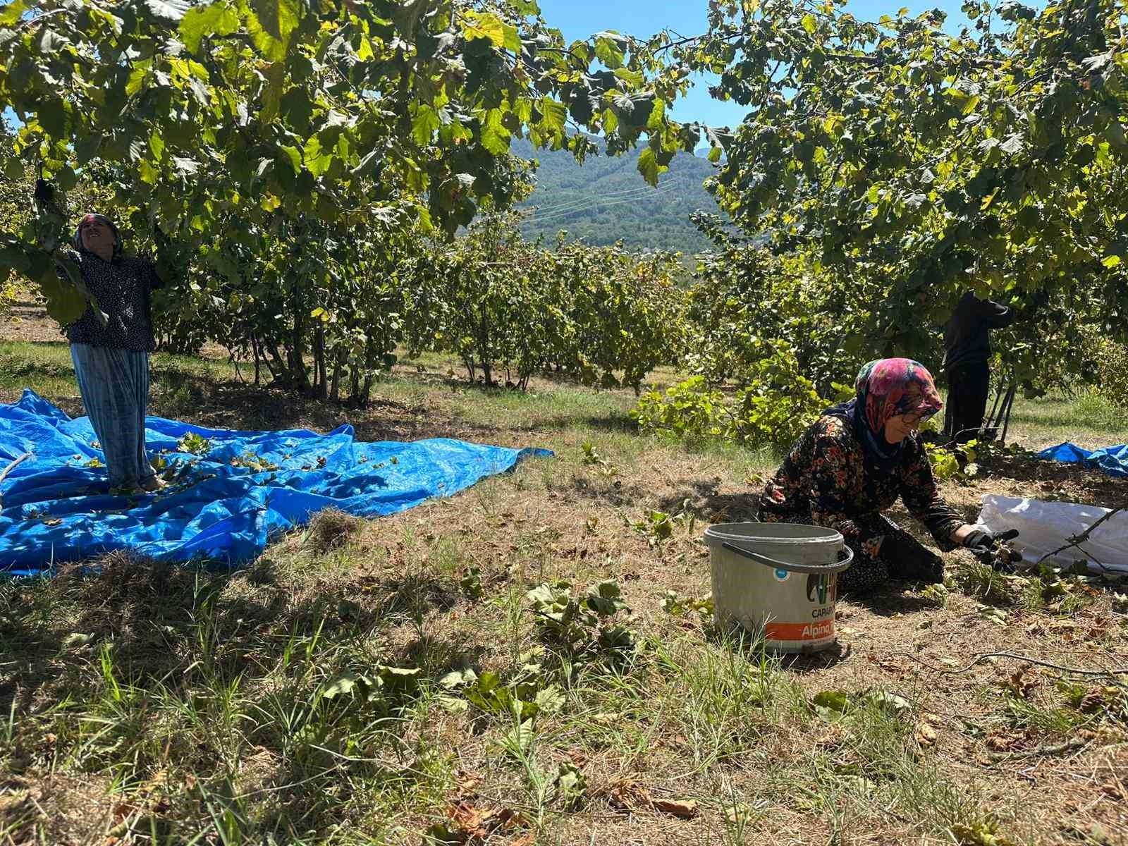 Fındık hasadı başladı, tırpan &uuml;cretleri rekor kırdı
