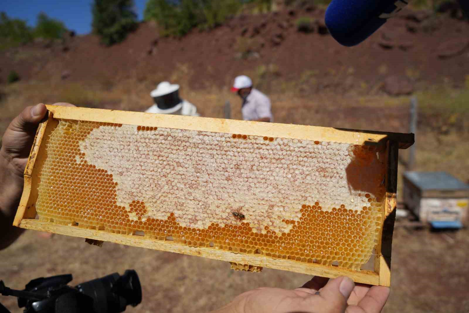 Erzincan’da kayıtlı arıcılık işletme sayısı bin 92