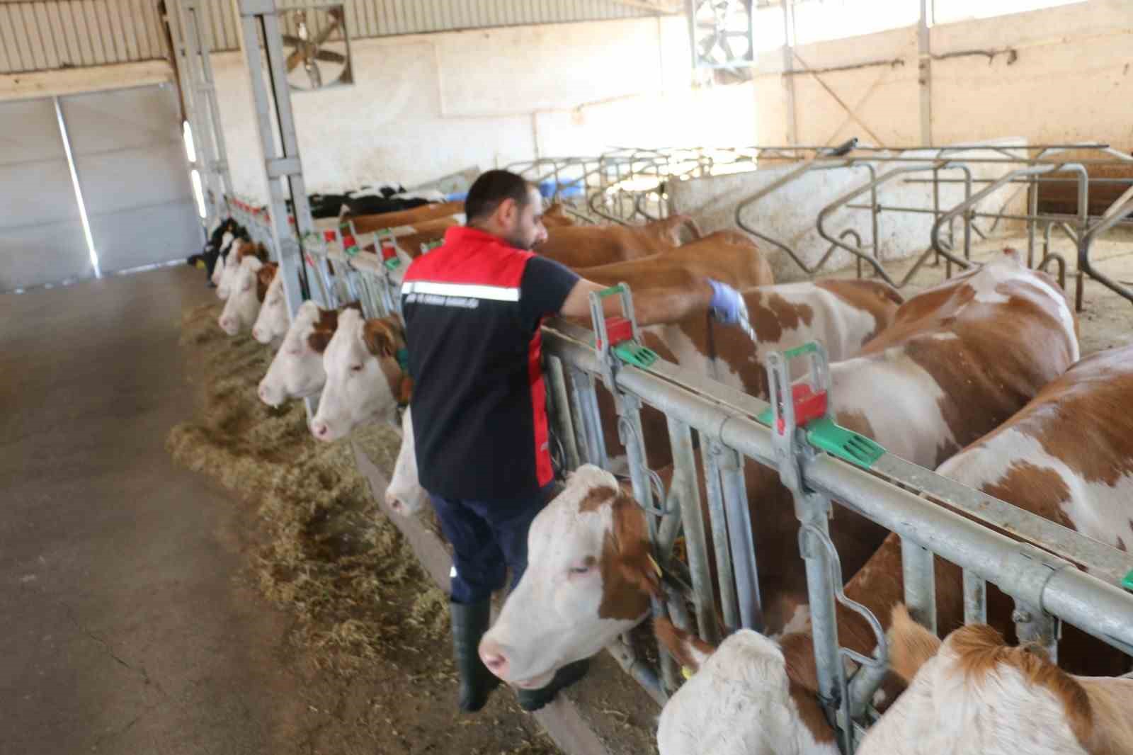 Erzincan il genelinde tüm hayvanlar şap hastalığına karşı aşılanıyor