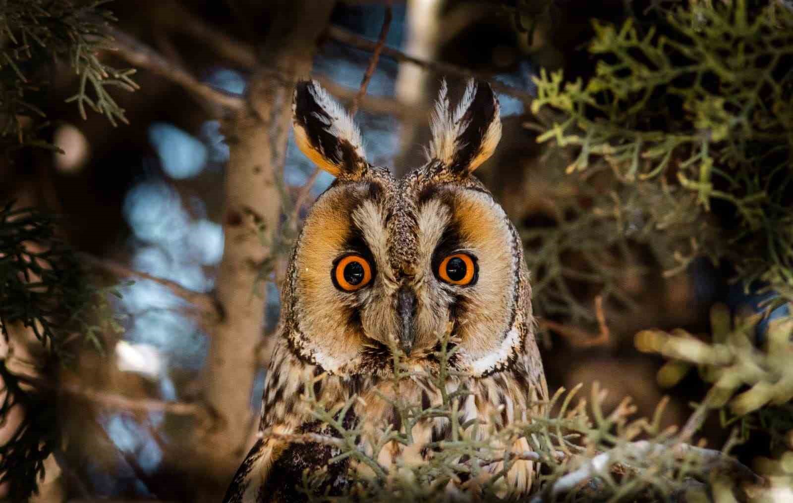 Fotoğraf tutkunu mali m&uuml;şavir, kuş fotoğrafı i&ccedil;in makinesini yanından ayırmıyor
