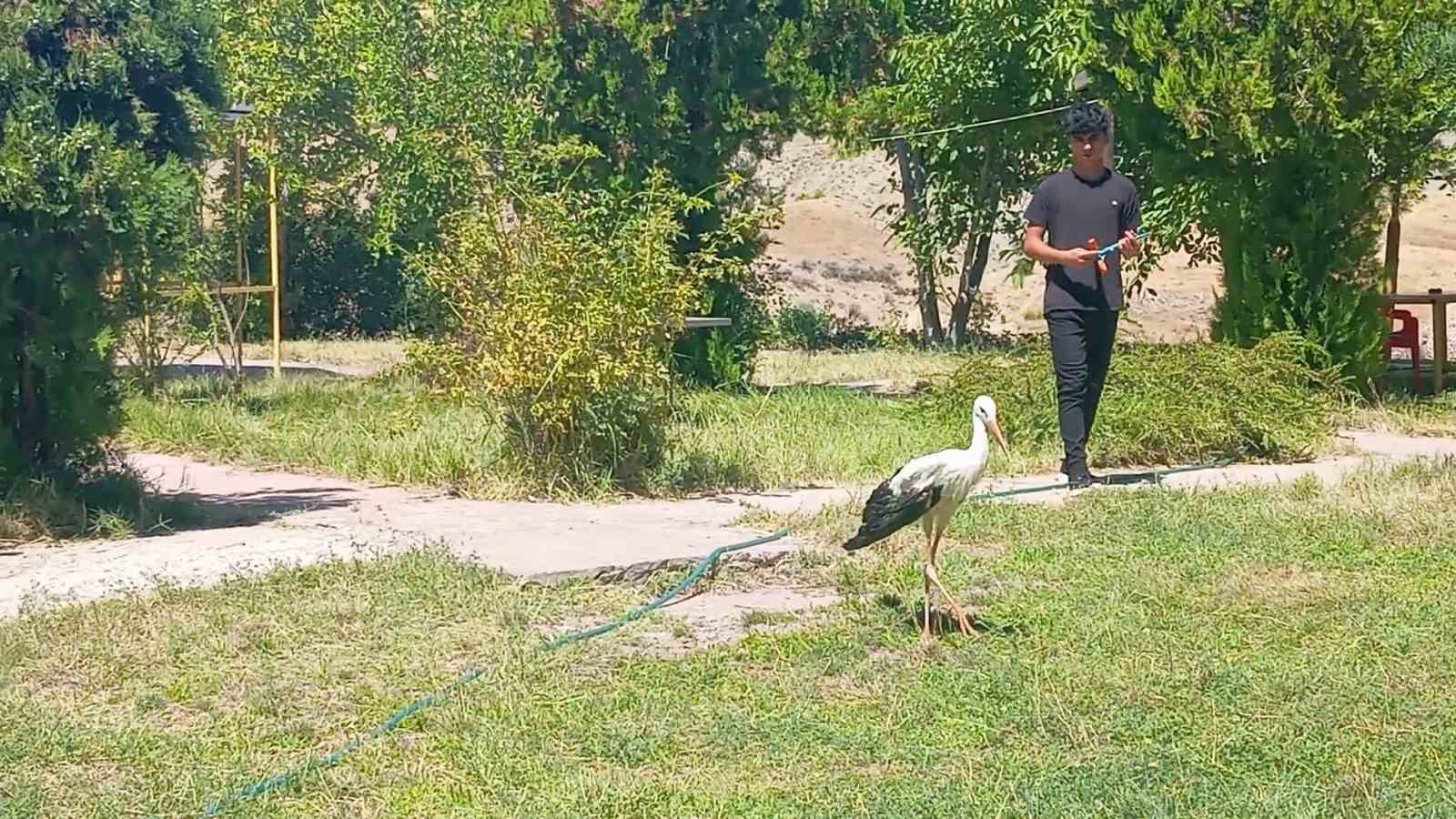 Elazığ&rsquo;da kanadı kırık leylek koruma altına alındı
