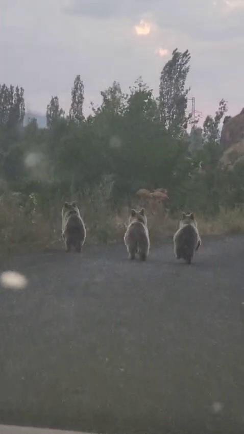 Yavru ayılar otomobile yol vermedi
