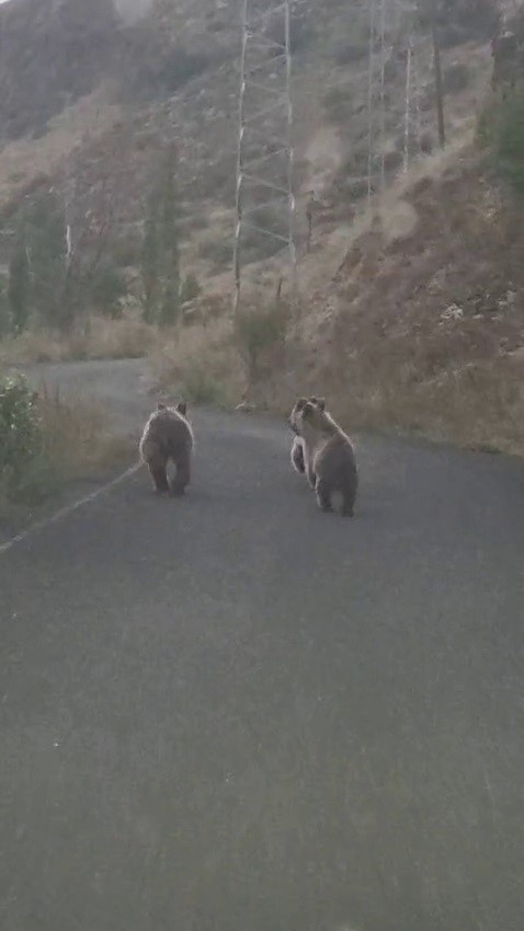 Yavru ayılar otomobile yol vermedi
