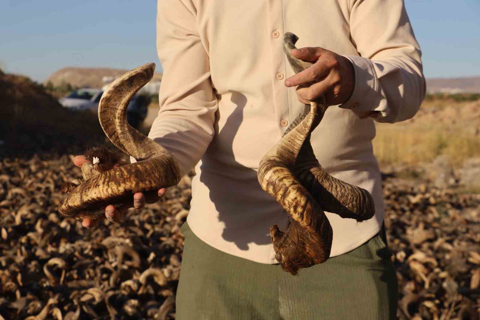 2 yıllık ser&uuml;ven başladı, Sivas bı&ccedil;ağının olmazsa olmazı kurutulmaya bırakıldı
