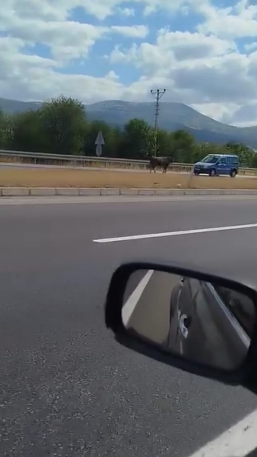 Kesime götürülürken kaçan boğa trafiğe çıktı

