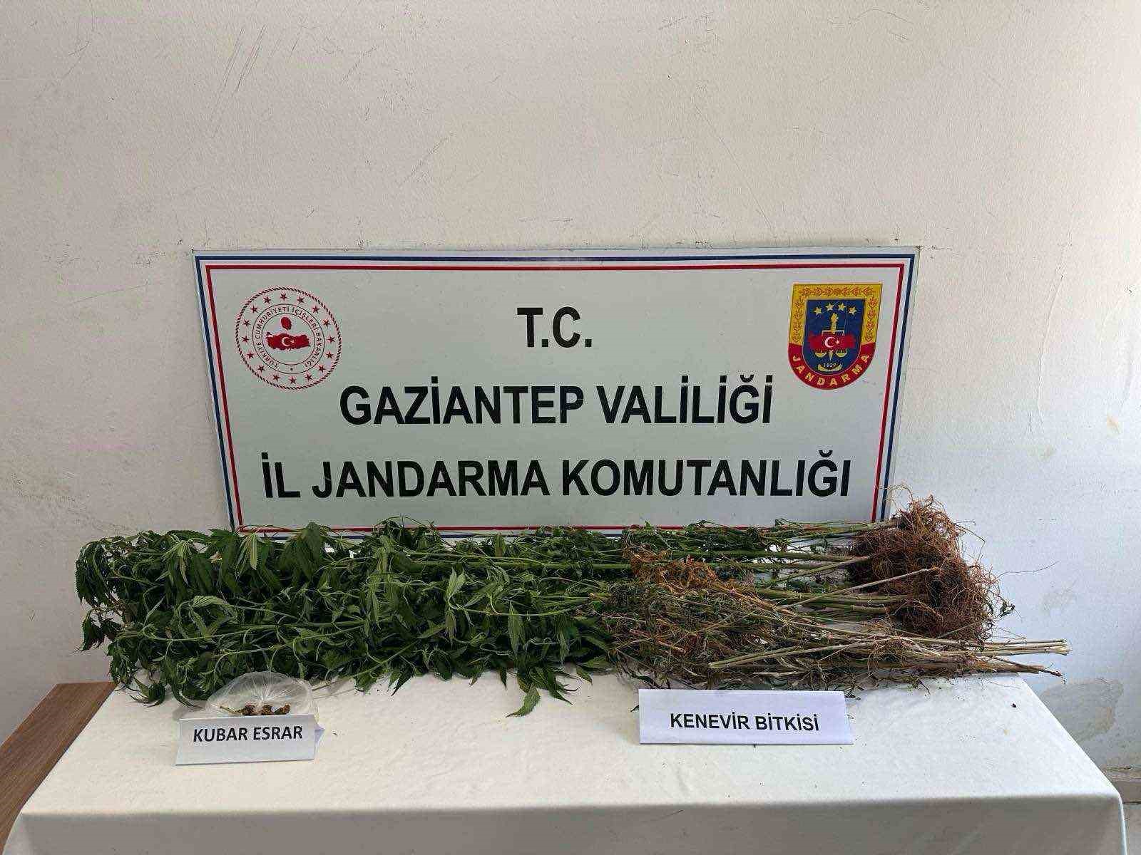 Gaziantep’te 428 kök kenevir ele geçirildi: 5 şahıs tutuklandı