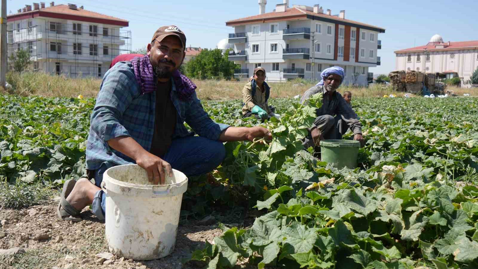 Rekor sıcaklara rağmen Çubuk’ta turşuluk salatalık hasadı sürüyor