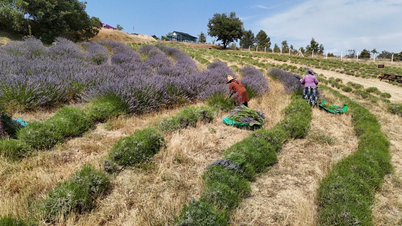 Karab&uuml;k&rsquo;te &lsquo;Lavanta Kokulu Safran Bah&ccedil;esi&rsquo;nden 5 ton lavanta hasat edildi
