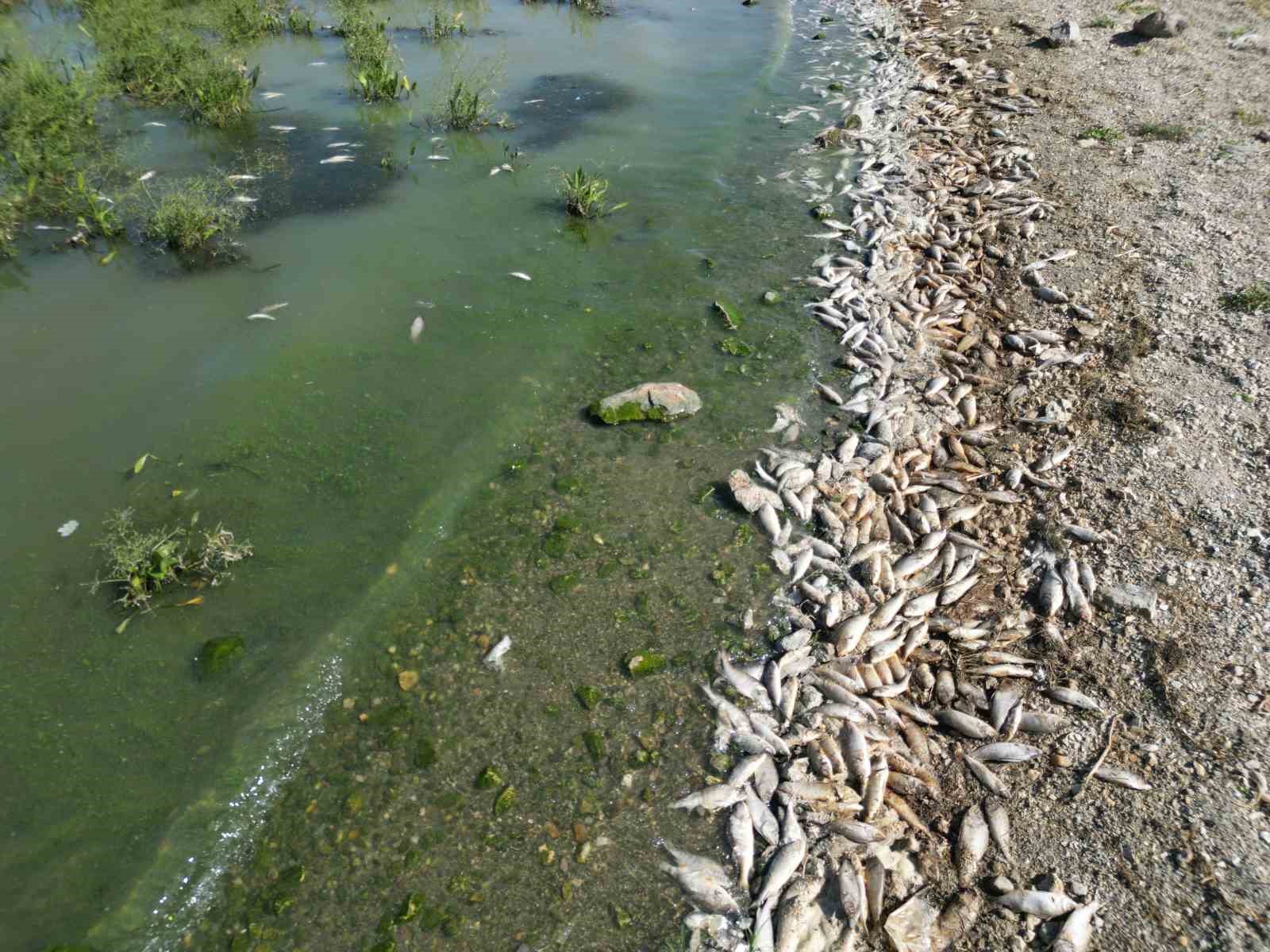 Seyitler Barajı&rsquo;nda y&uuml;zlerce &ouml;l&uuml; balık g&ouml;r&uuml;nt&uuml;lendi
