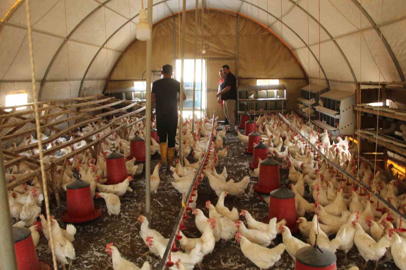 30 tavukla başladığı işletmesinde bin 700 tavuğa ulaştı