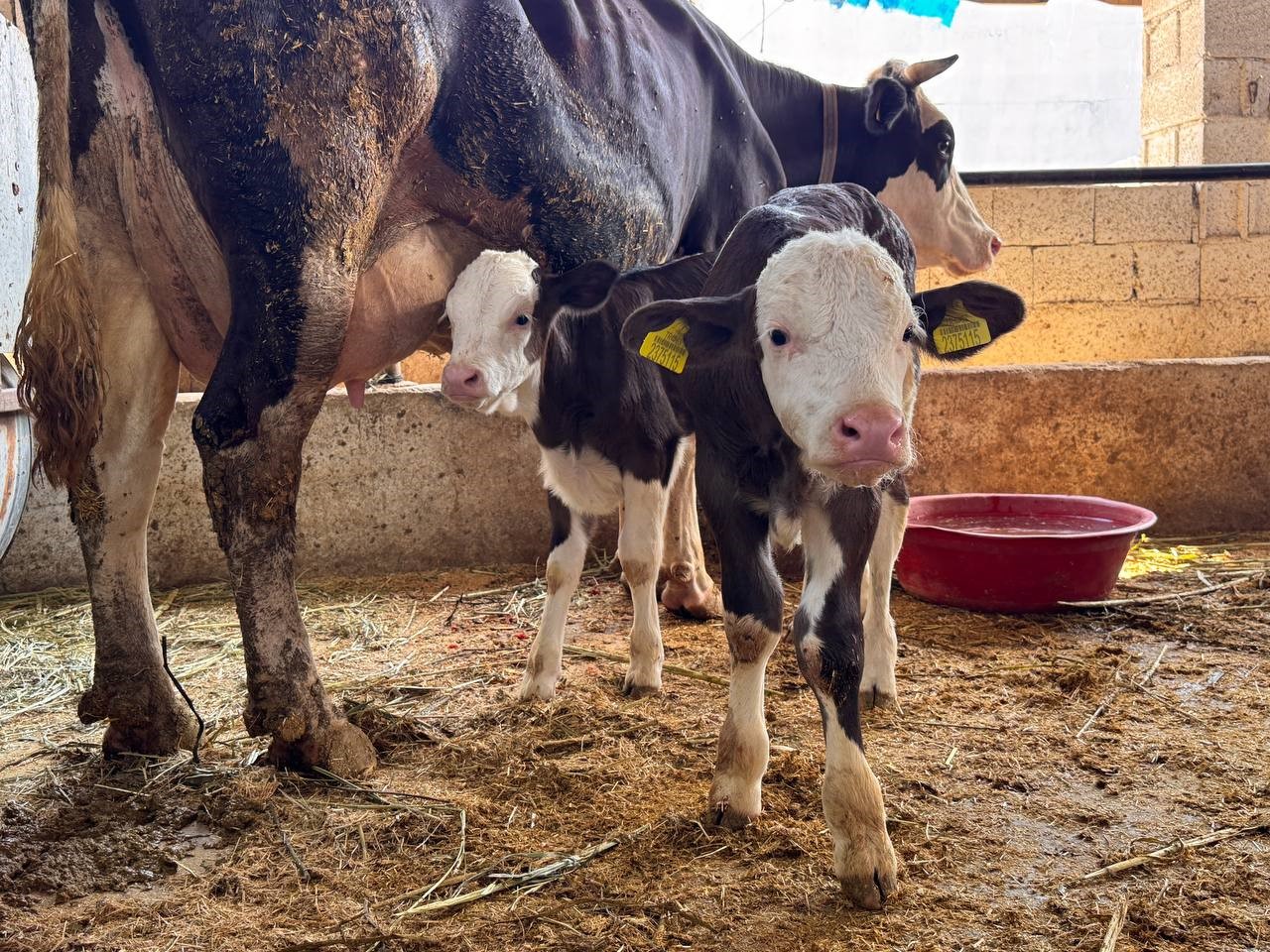 Şanlıurfa’da şap hastalığıyla mücadele devam ediyor