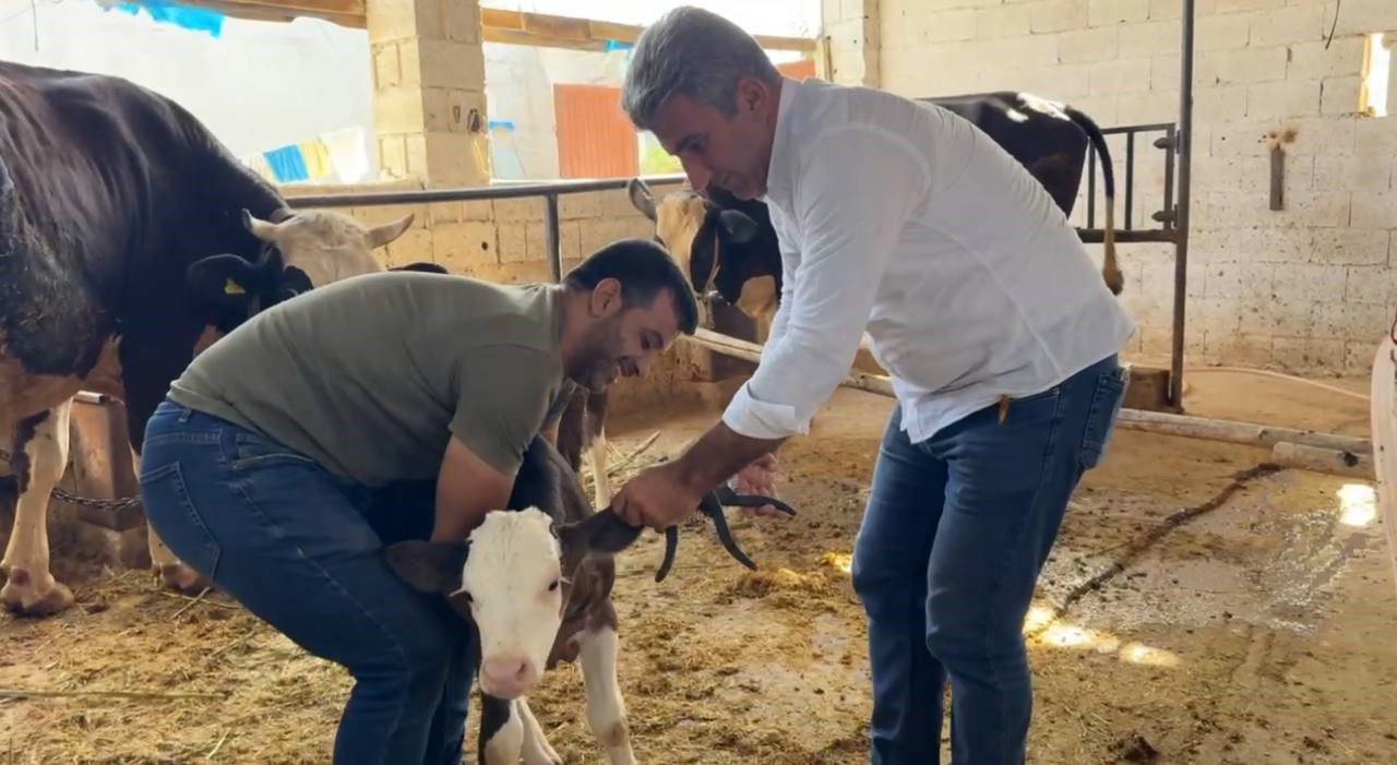 Şanlıurfa&rsquo;da şap hastalığıyla m&uuml;cadele devam ediyor
