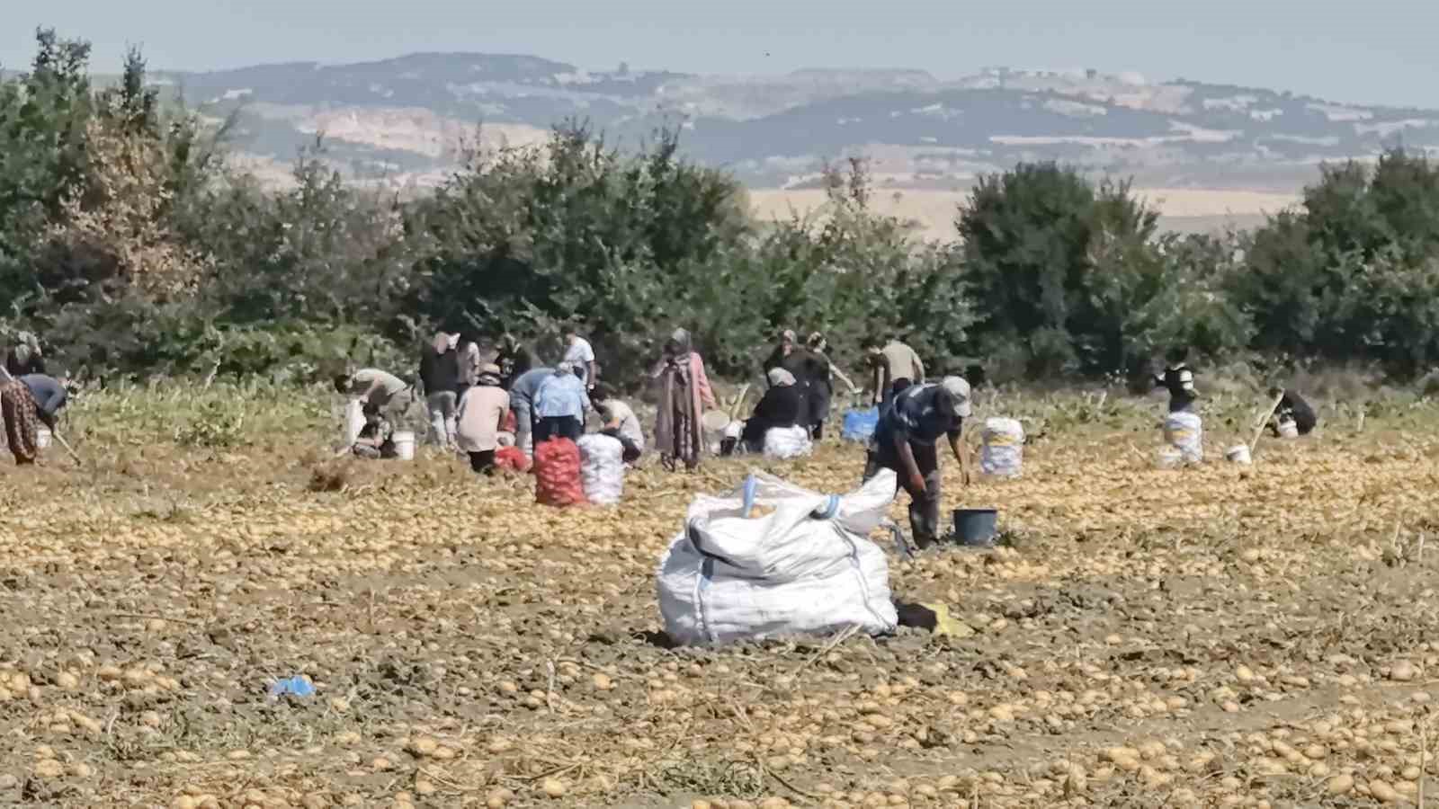 Patates tarlasındaki ürünleri ücretsiz dağıttı