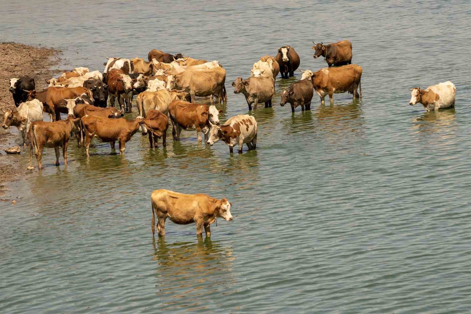Diyarbakır&rsquo;da sığır ve mandalar Kabaklı G&ouml;l&uuml;&rsquo;nde serinliyor
