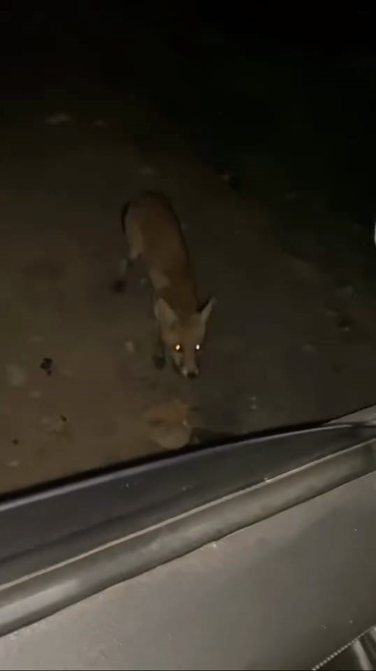 İnegöl’de sürücü tilkiyi cipsle besledi