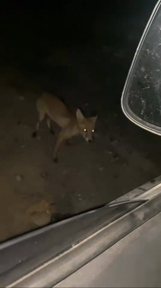 İneg&ouml;l&rsquo;de s&uuml;r&uuml;c&uuml; tilkiyi cipsle besledi
