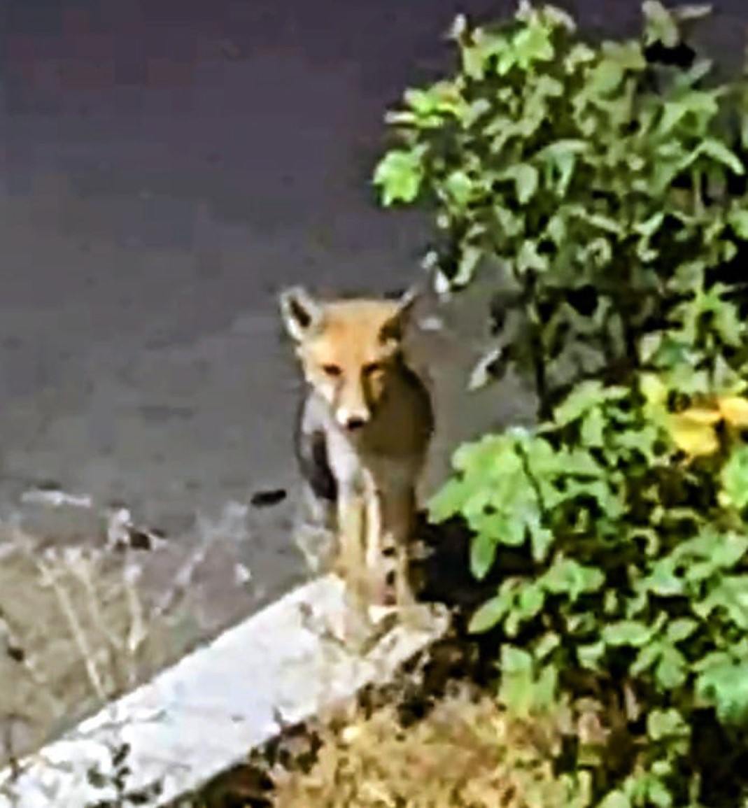 Kedi tarafından saldırıya uğrayan tilki &ccedil;areyi ka&ccedil;makla buldu
