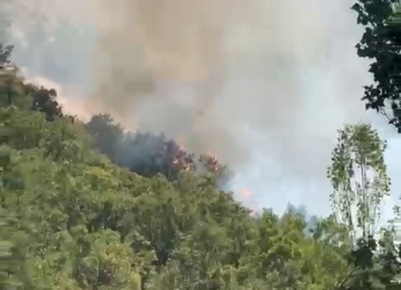 Şemdinli’de orman yangını