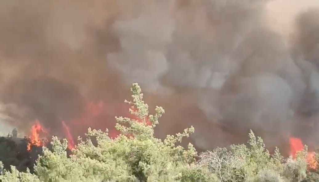 Adana&rsquo;da orman yangını
