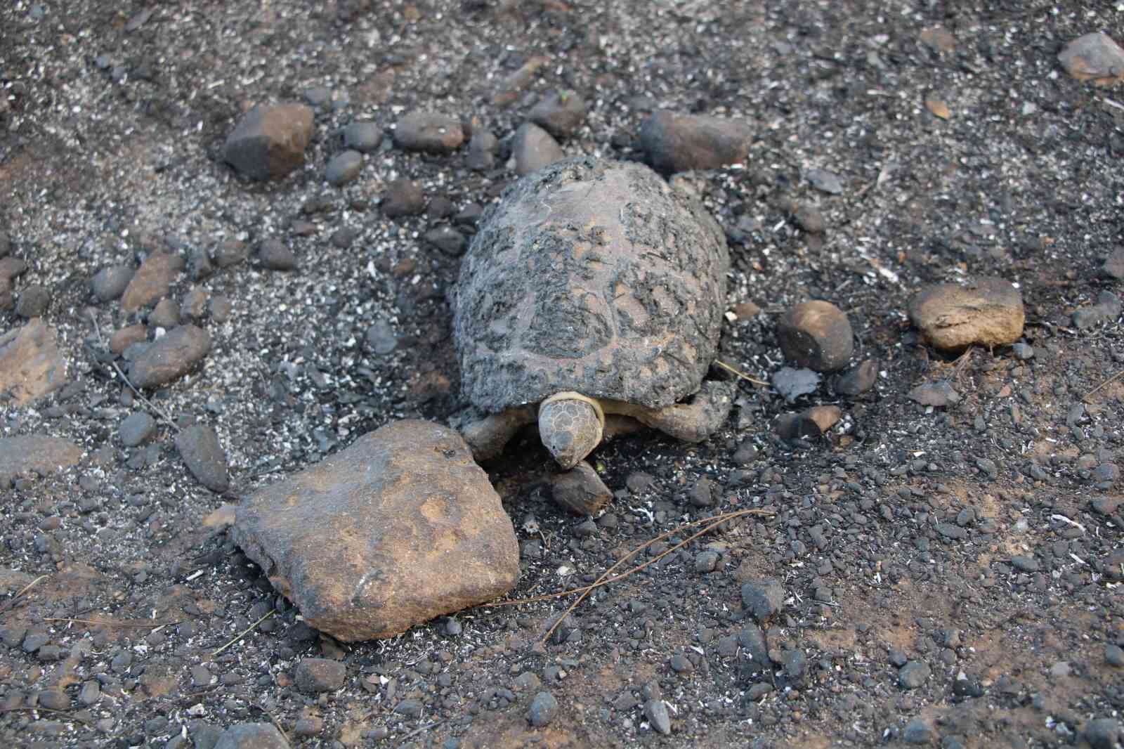 Çanakkale’deki orman yangınında arı kovanları alevlere teslim oldu