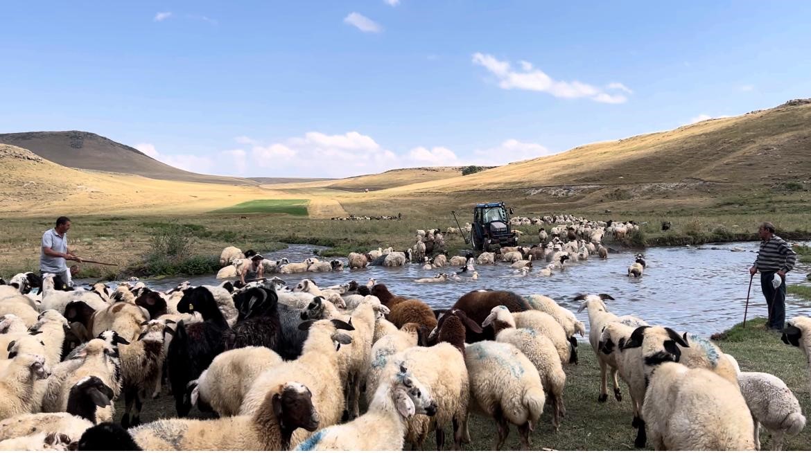 Kars’ta sıcakla mücadele: Sıcaktan etkilenen koyunları derede serinlettiler