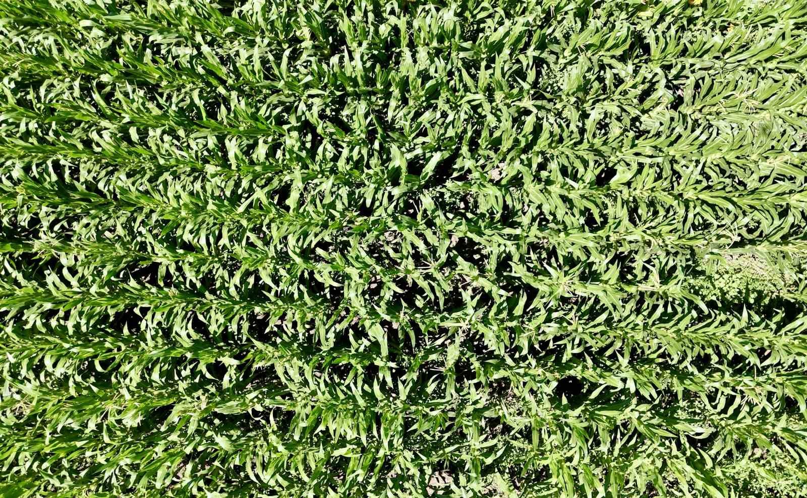 Ağrı&rsquo;da &ccedil;ift&ccedil;inin bostanı &ouml;rnek oldu: Sebze, meyve ve tahıl bir arada
