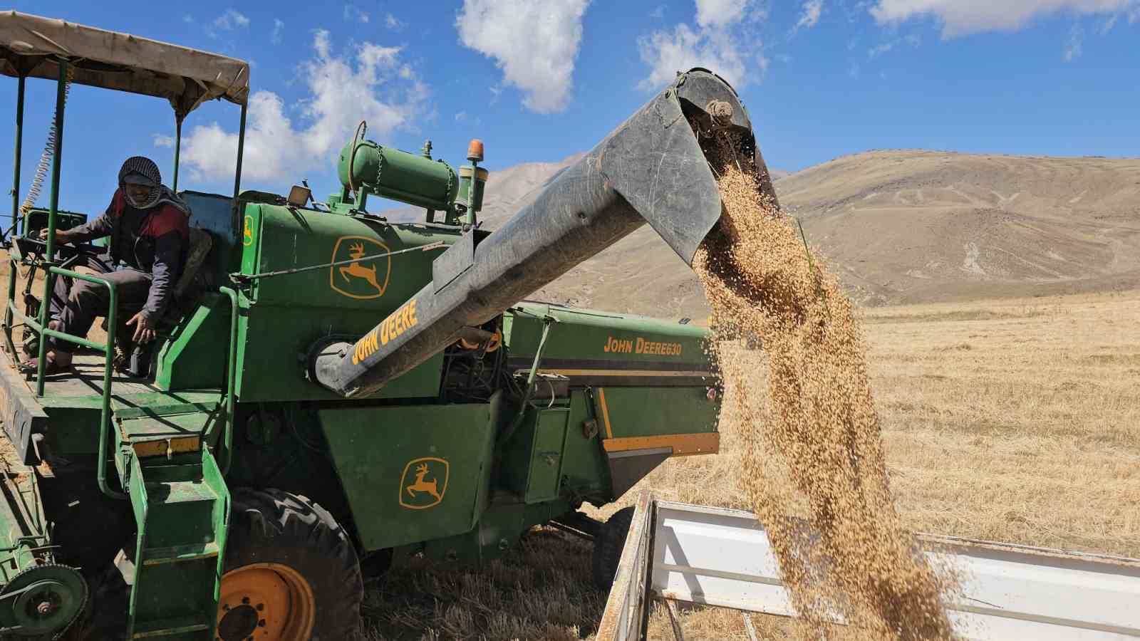 Adilcevaz Uzunsırt Yaylası’nda buğday hasadı yapıldı