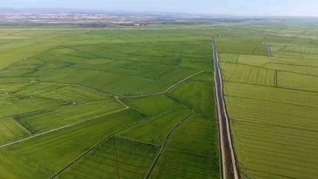 Edirne Ovası yeşile b&uuml;r&uuml;nd&uuml;: &Ccedil;eltikte rekor beklentisi
