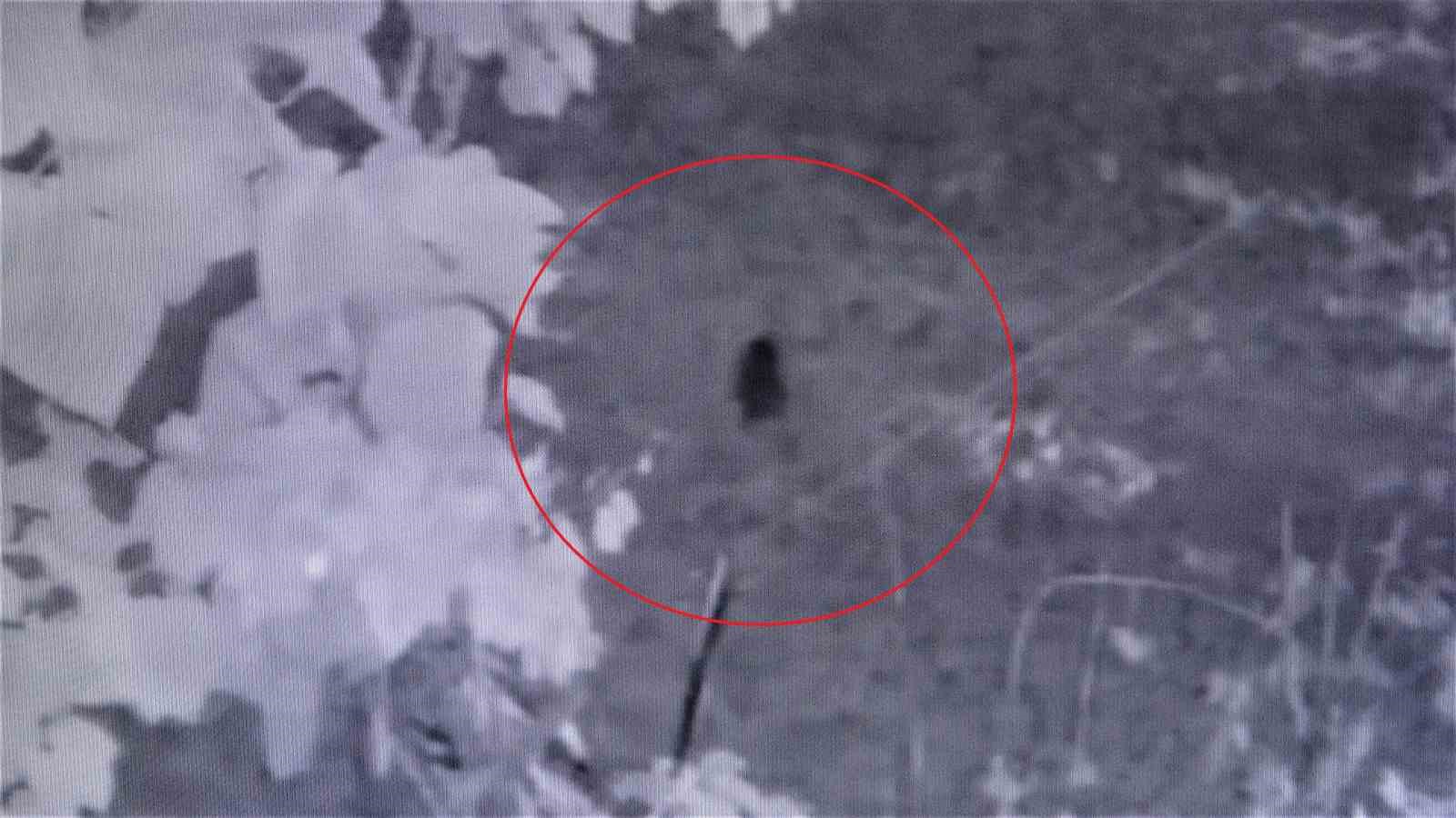 Fındığının çalındığını sandı, kamerada domuz çıktı