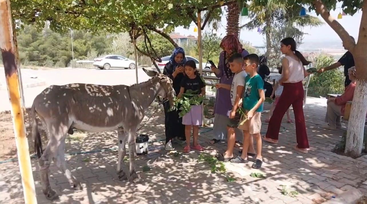 Osmaniye’nin sokak misafiri eşek, şefkatli ellere emanet