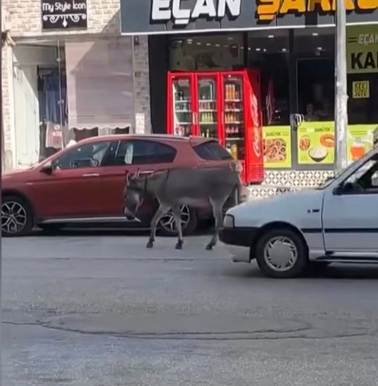 Osmaniye&rsquo;nin sokak misafiri eşek, şefkatli ellere emanet
