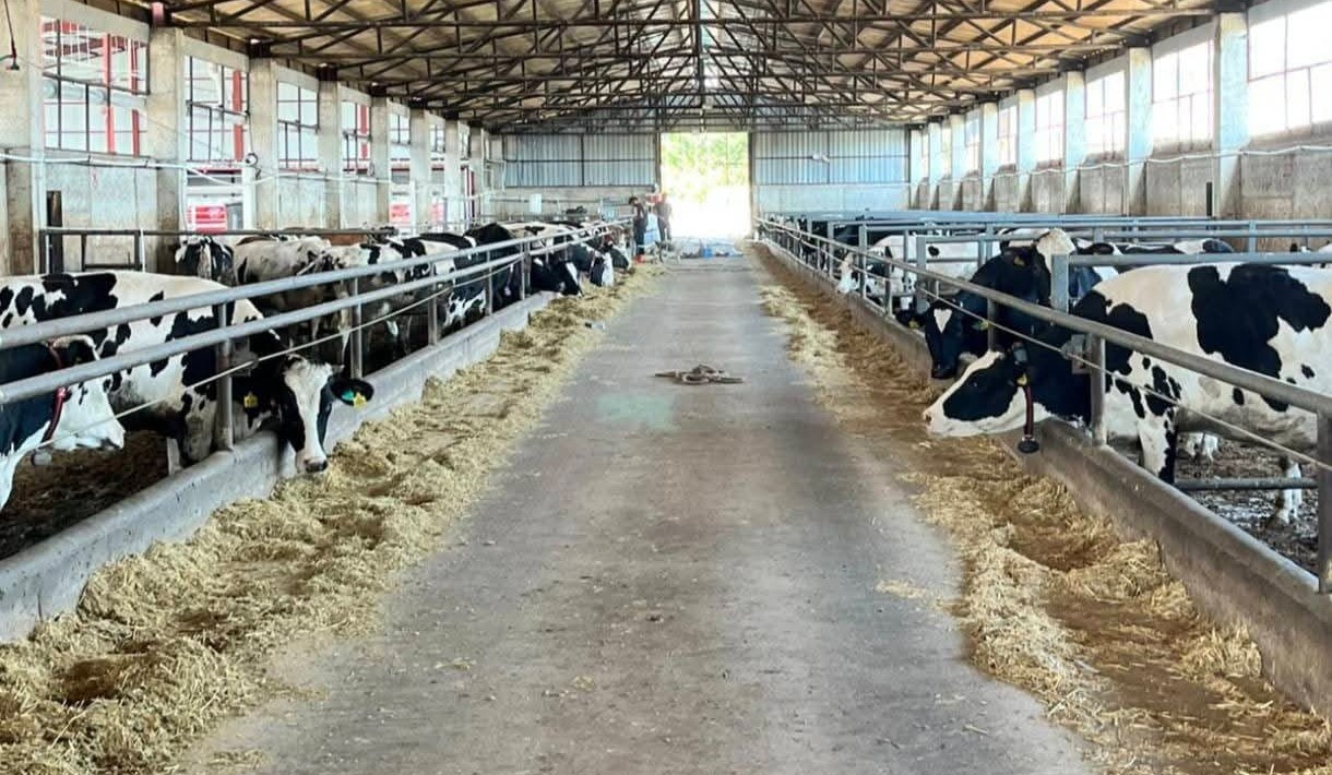 Tekirdağ&rsquo;da hayvan hastalıklarıyla m&uuml;cadelede aşılama &ccedil;alışmaları s&uuml;r&uuml;yor
