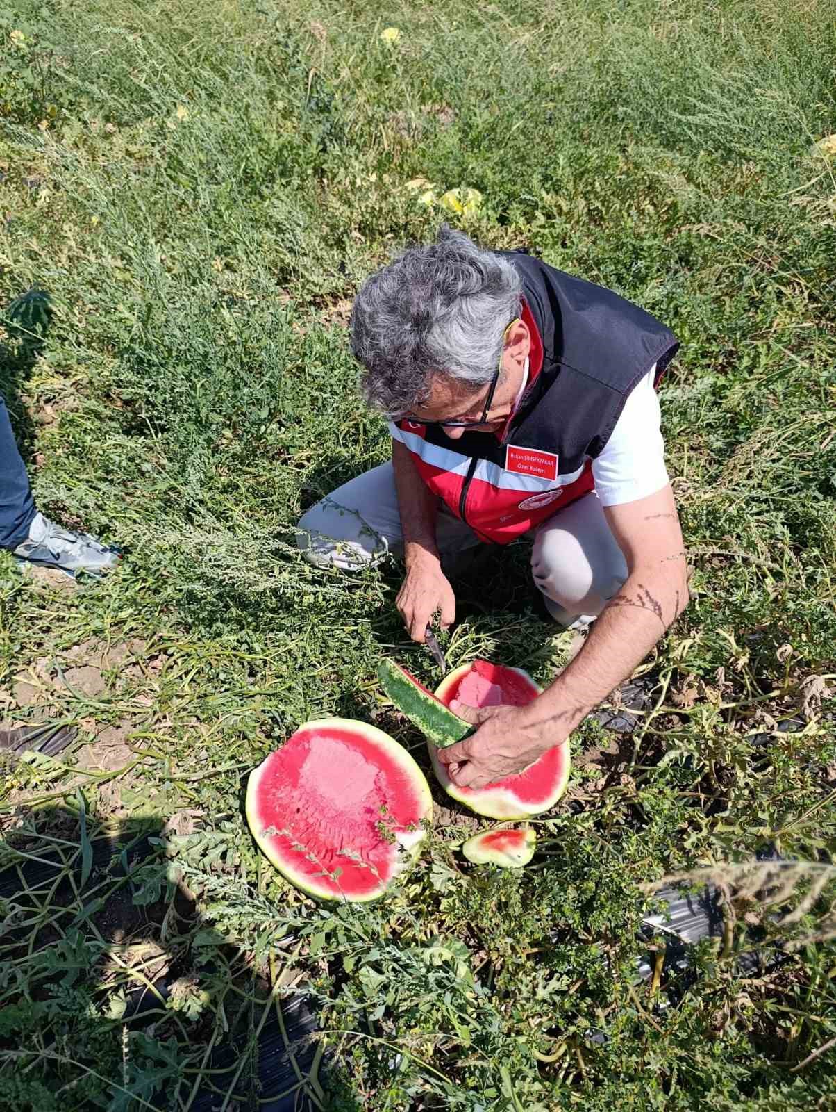Tekirdağ&rsquo;da karpuz &uuml;retimine yakından takip
