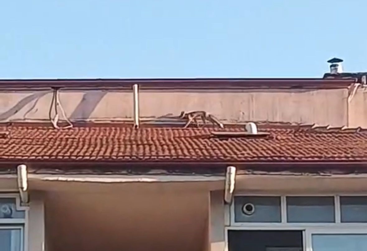 Bolu&rsquo;da ilgin&ccedil; anlar: Apartman &ccedil;atısına tilki &ccedil;ıktı
