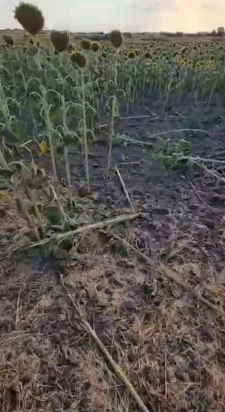 Kuraklığın &uuml;st&uuml;ne bir darbe de domuzlardan: Ay&ccedil;i&ccedil;eği tarlaları tehdit altında
