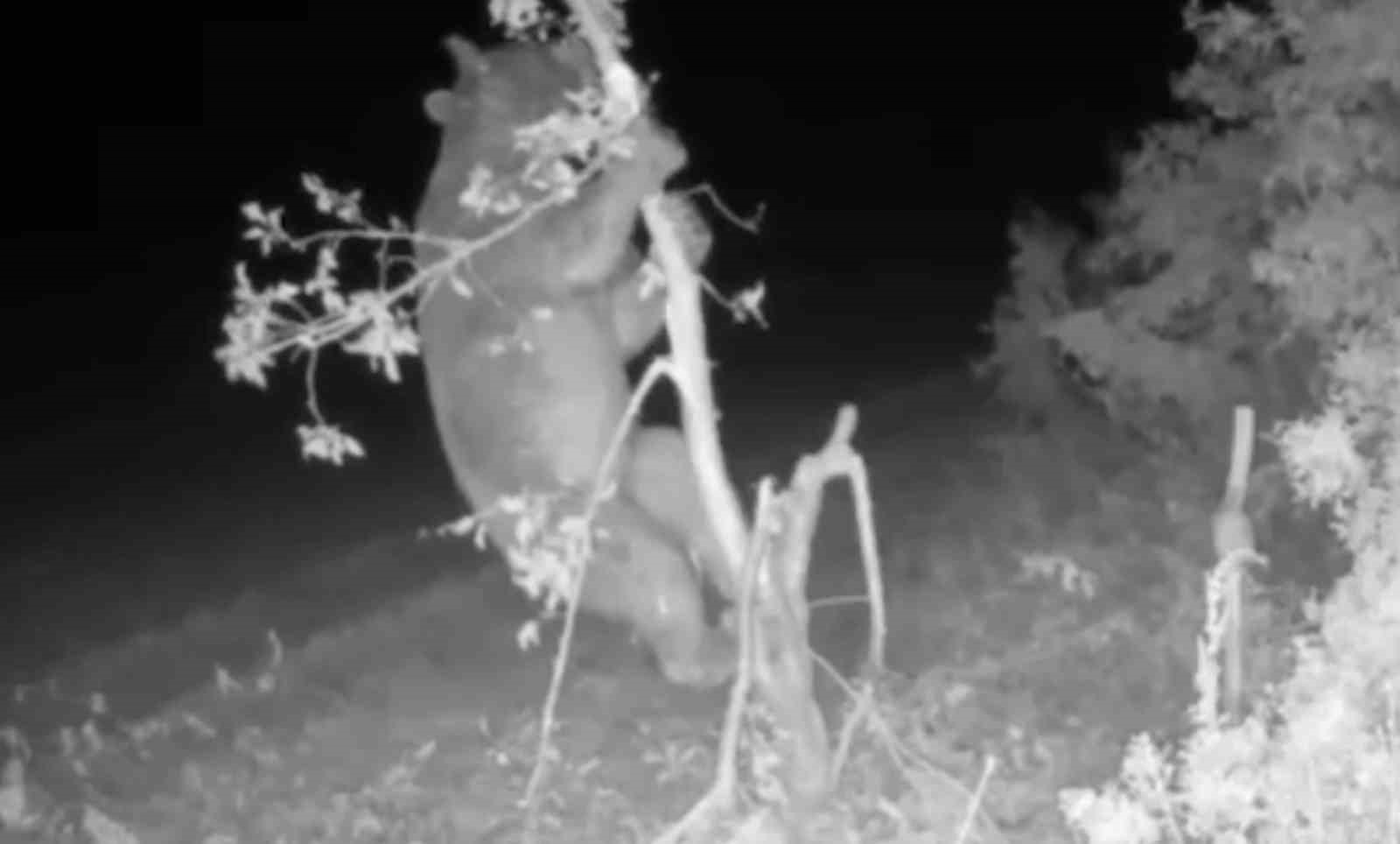 Ayı girdiği bahçede meyve için ağacı talan etti