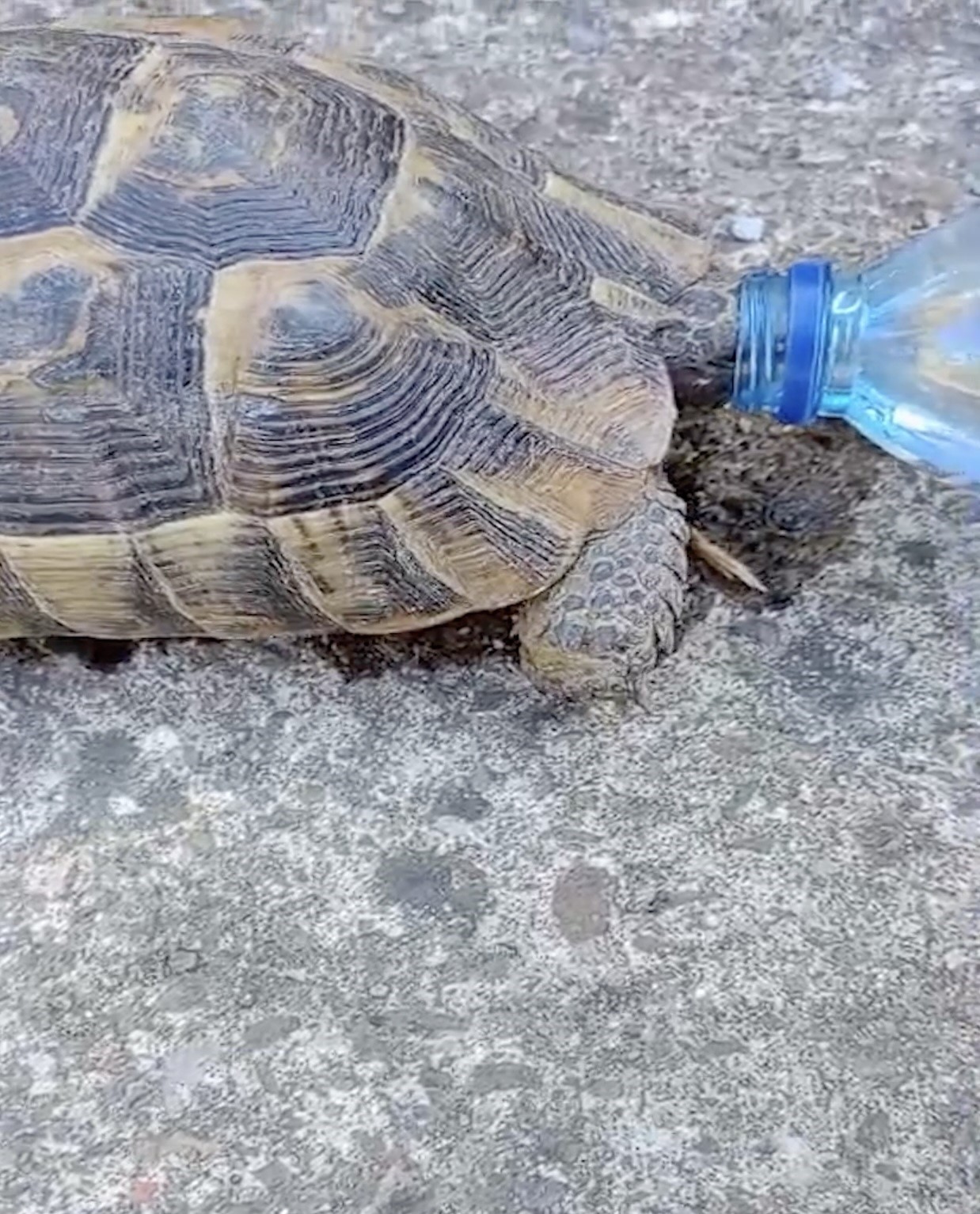 Ayı girdiği bahçede meyve için ağacı talan etti