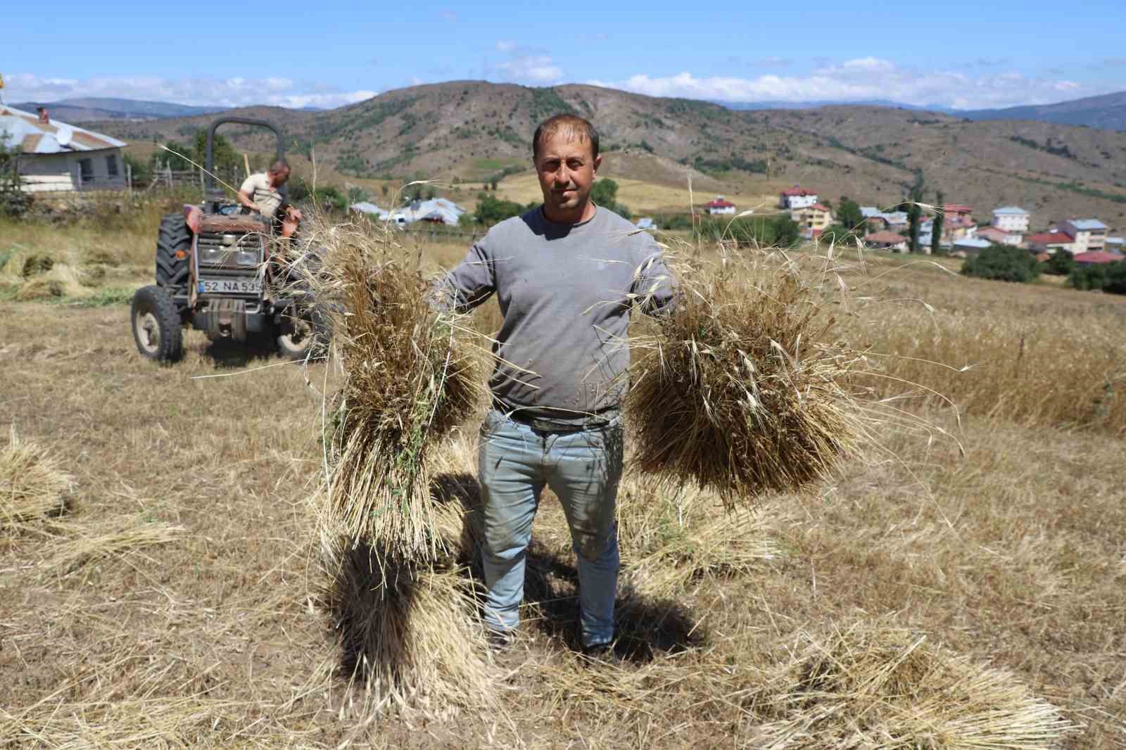Ordu’da ‘alım garantili’ siyez buğdayında üretim bin 500 kat arttı