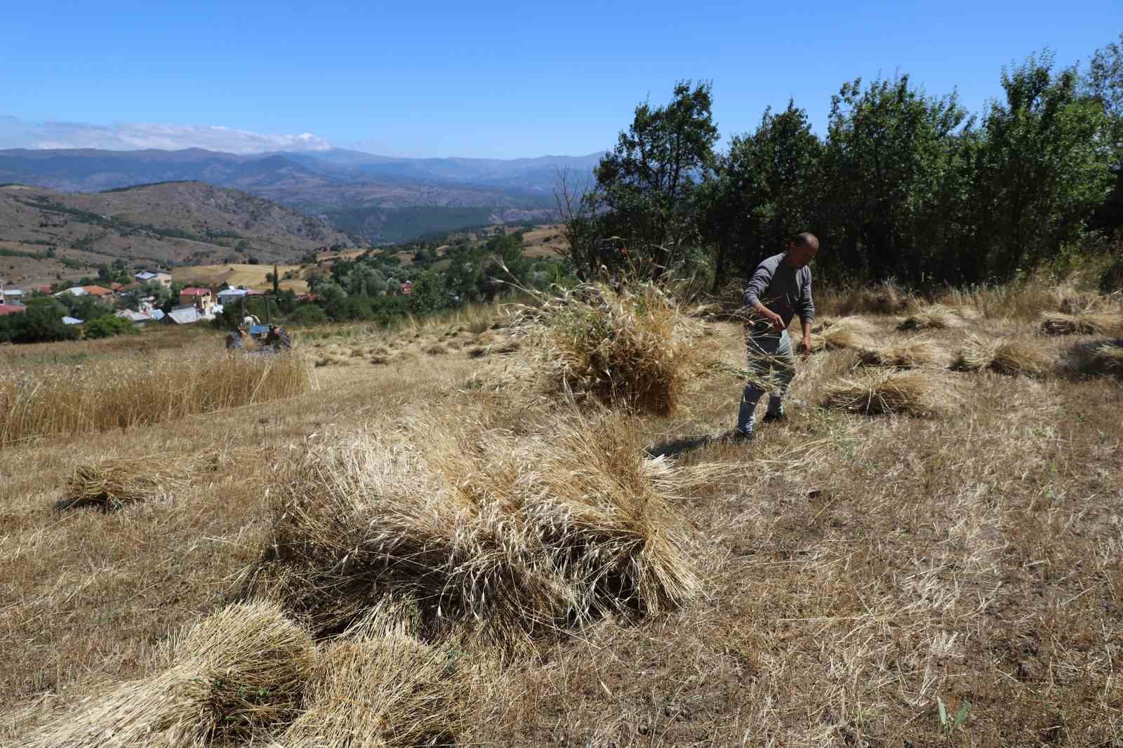 Ordu&rsquo;da &lsquo;alım garantili&rsquo; siyez buğdayında &uuml;retim bin 500 kat arttı
