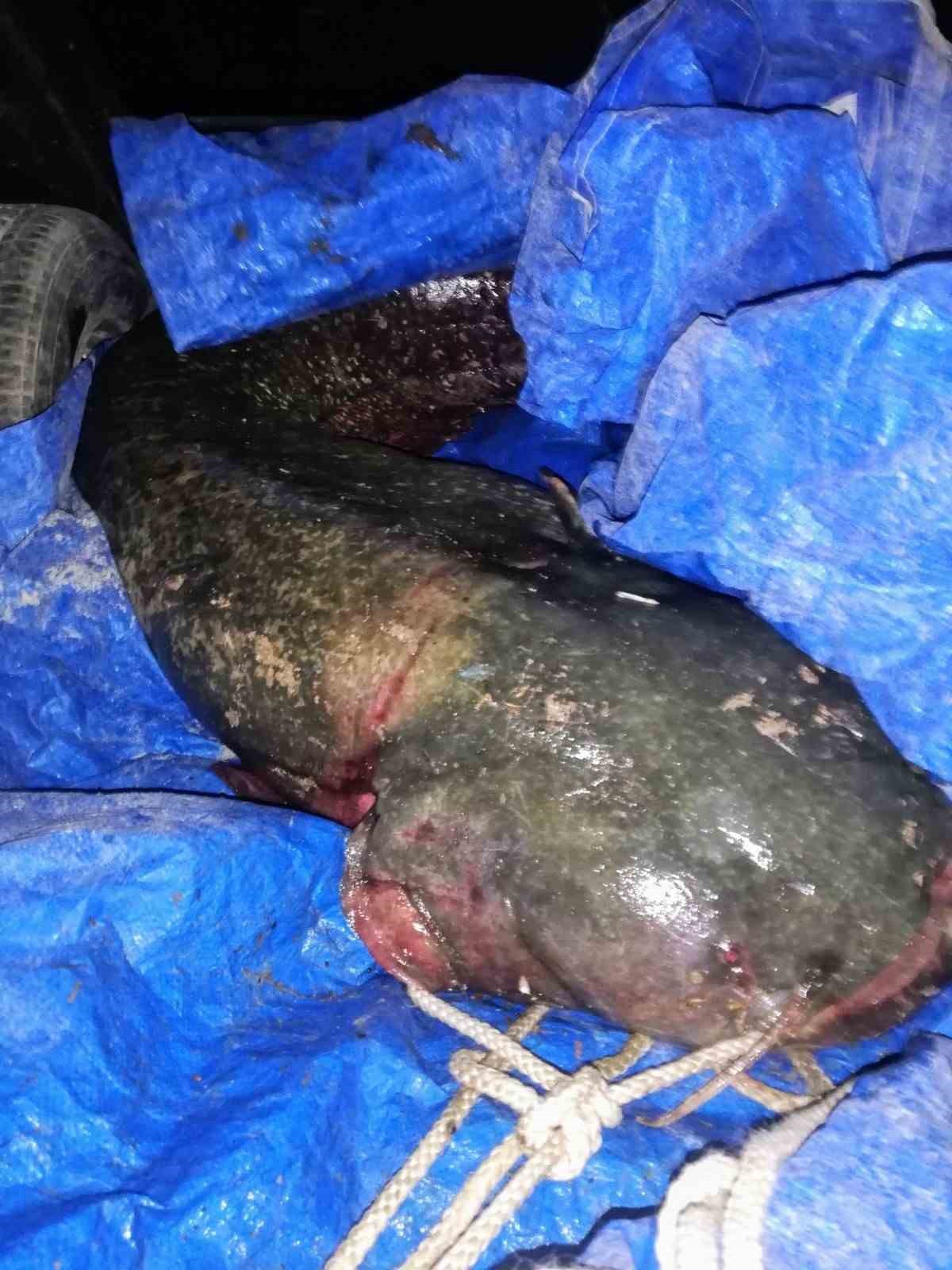 Timsah sandılar balık çıktı