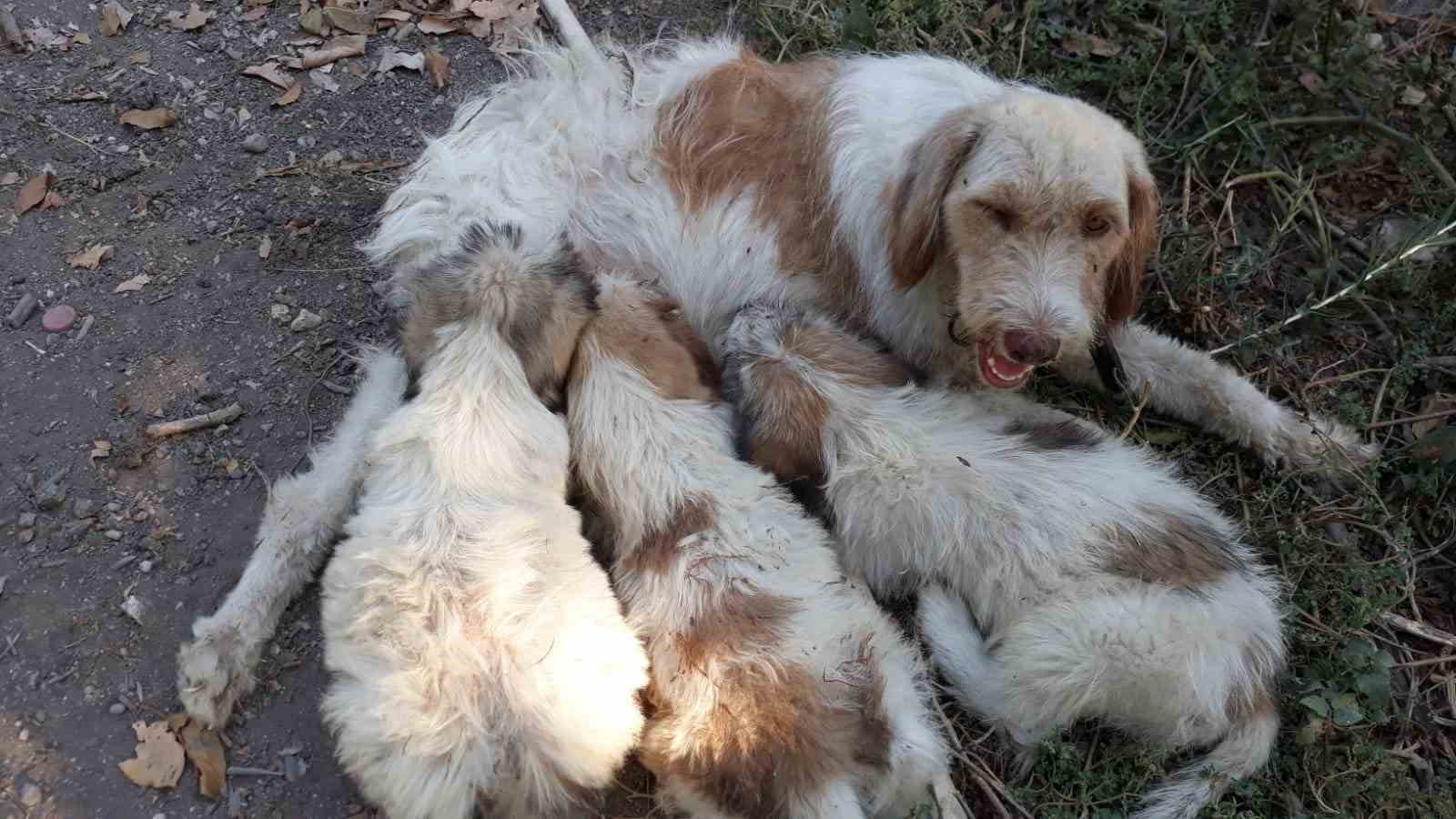 Çukura düşen köpeği itfaiye ekipleri kurtardı