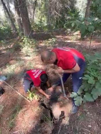 &Ccedil;ukura d&uuml;şen k&ouml;peği itfaiye ekipleri kurtardı
