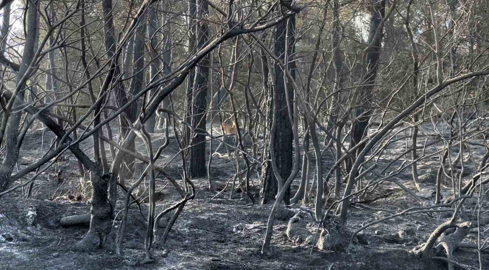 Yangından kaçan karaca görüntüleri kameralara yansıdı